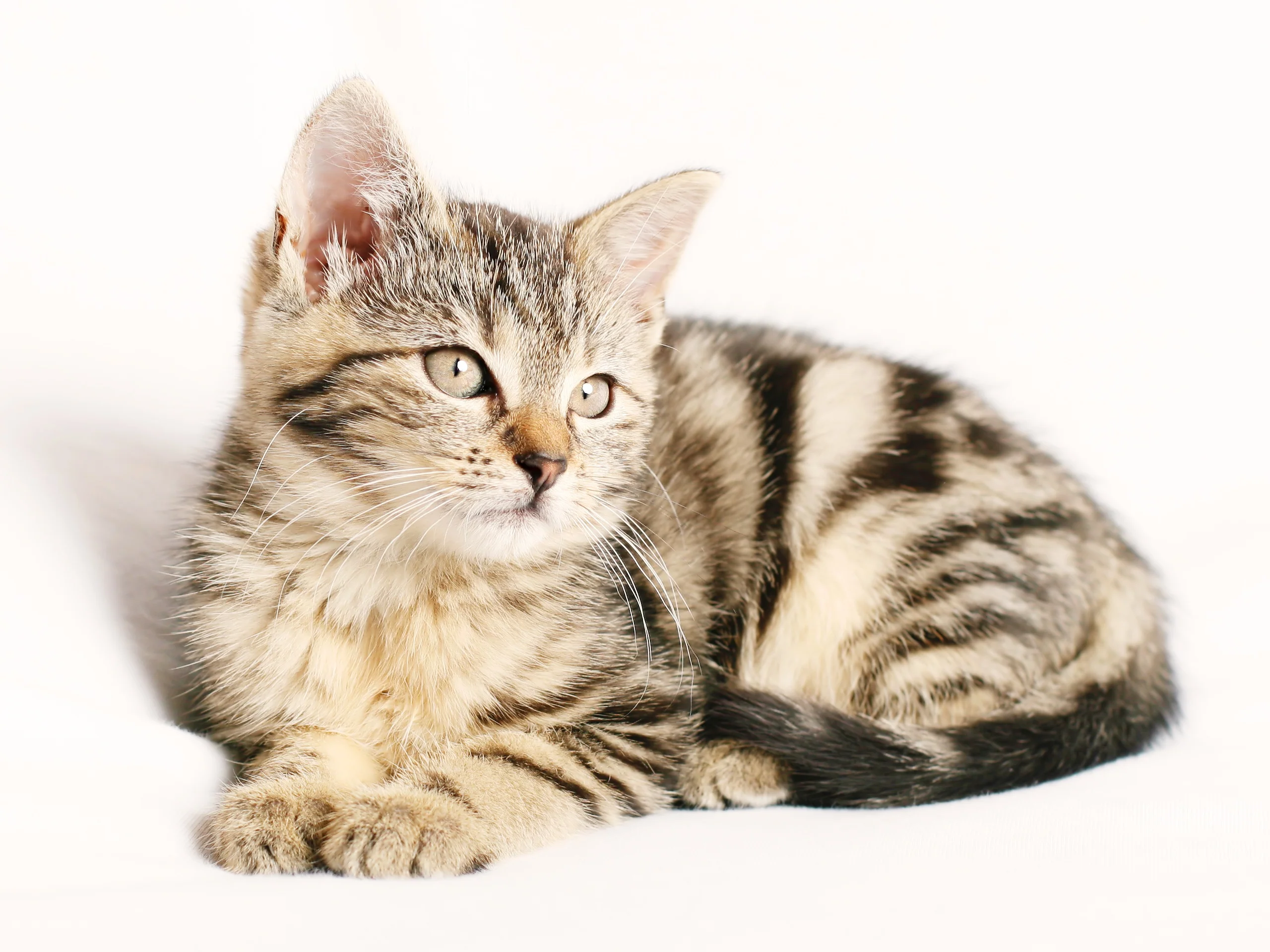 cat-1192026_2560x